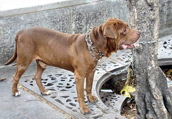 תמונה של כלב מהגזע Dogo Cubano -דוגו קובנו