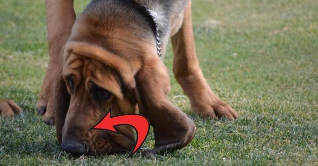 תמונה של כלב מהגזע Bloodhound - בלדהאונד (כלב דם)