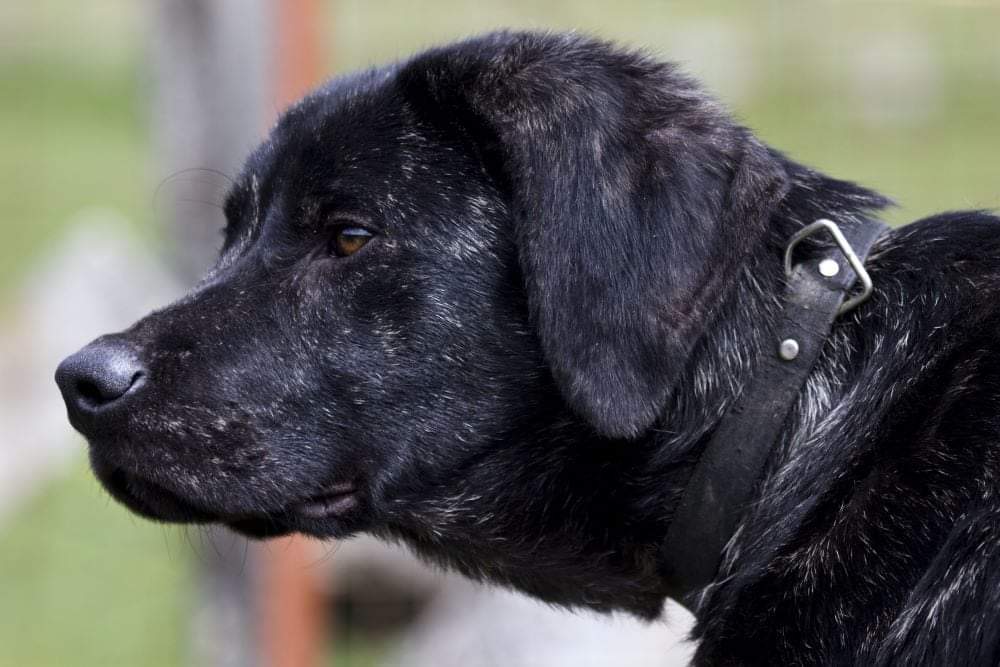 תמונה של כלב מהגזע קסטרו ליבוריירו - Castro Laboreiro