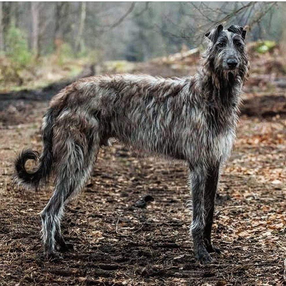 תמונה של כלב מהגזע Irish wolfhound - אייריש וולפאונד