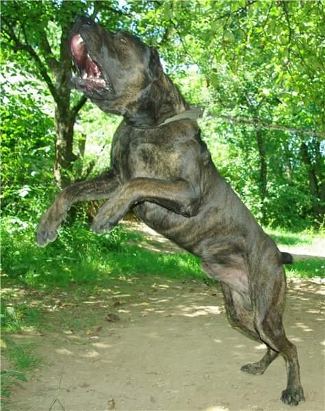 תמונה של כלב מהגזע כלב הגנה סרבי - Serbian Defense Dog