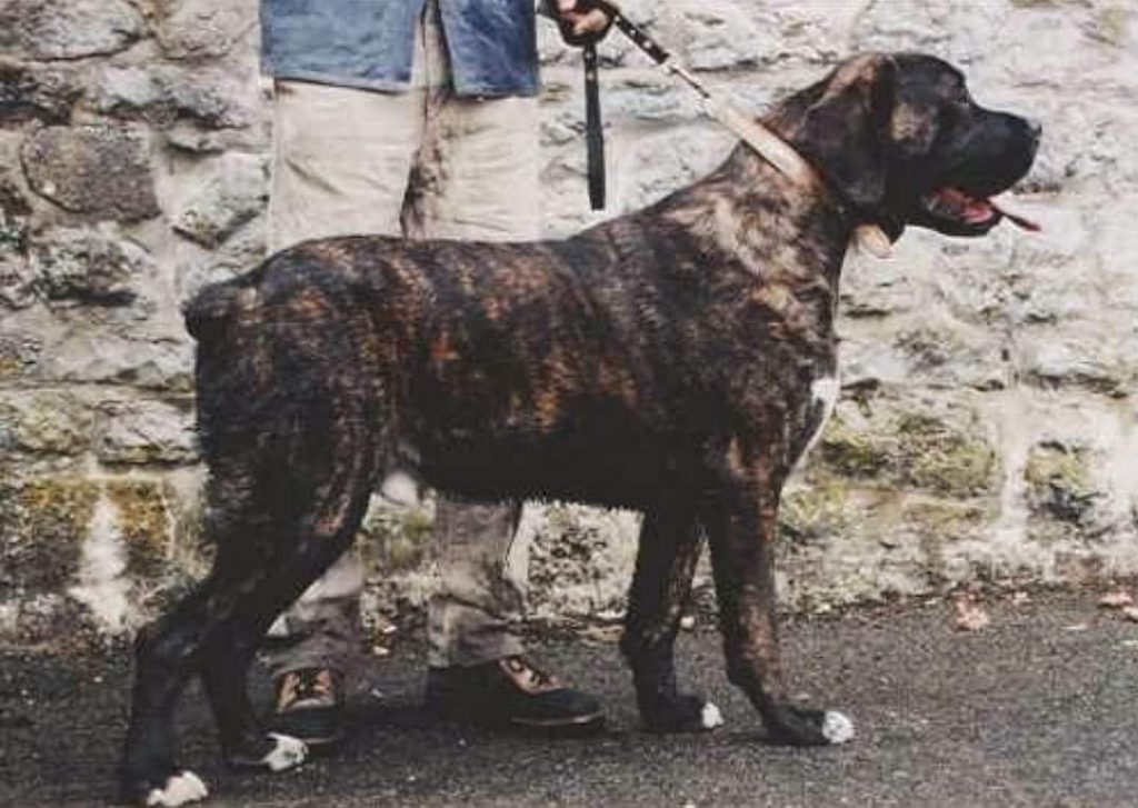 תמונה של כלב מהגזע Belgian Mastiff - מסטיף בלגי