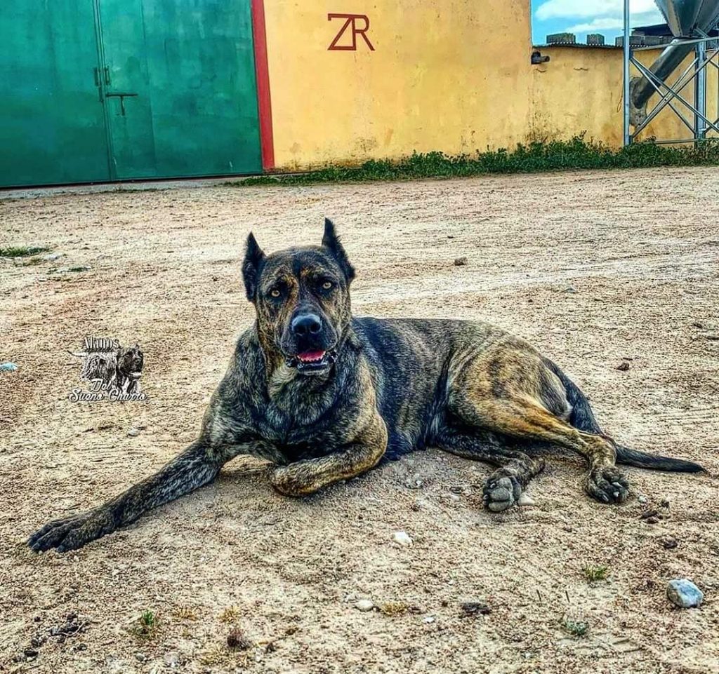 תמונה של כלב מהגזע Alano Español - אלנו אספניול