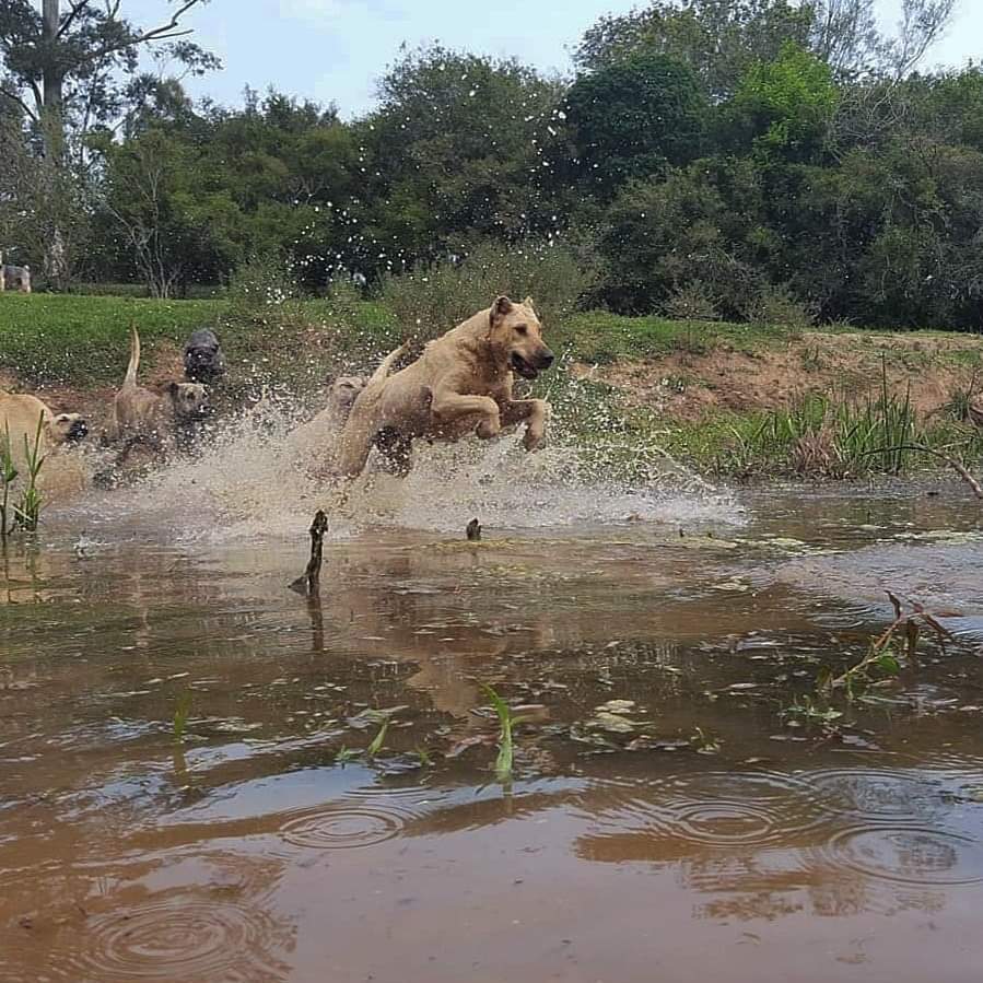 תמונה של כלב מהגזע Cimarrón Uruguayo - סימרון אורוגואיו