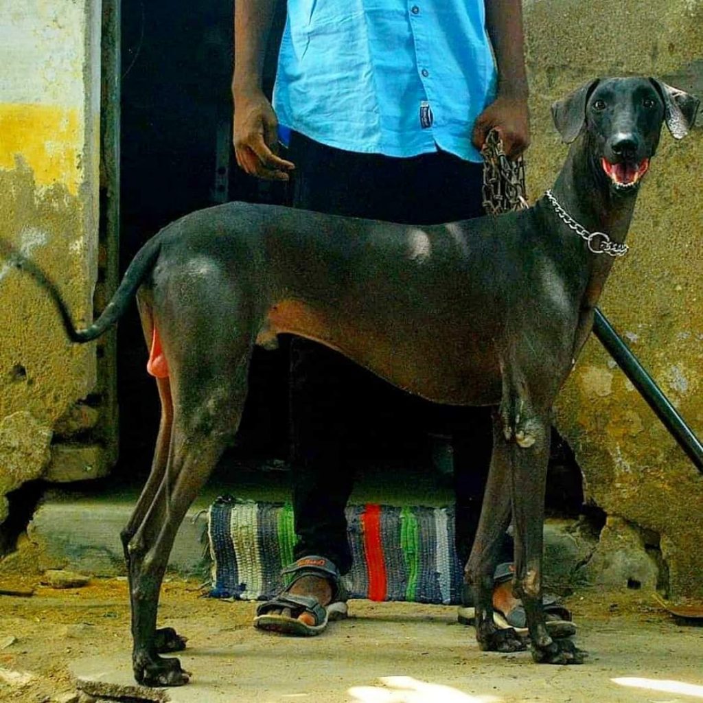 תמונה של כלב מהגזע Chippiparai - צ יפיפאראיי