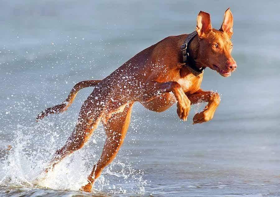 תמונה של כלב מהגזע כלב פרעה - Pharaoh Hound