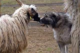 תמונה של כלב מהגזע רועה קרפטי - Romanian Carpathian Shepherd Dog