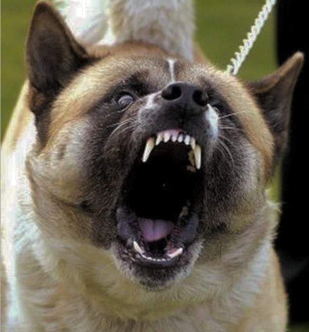 תמונה של כלב מהגזע מכסחי המיתוסים - גרסת הכלבים