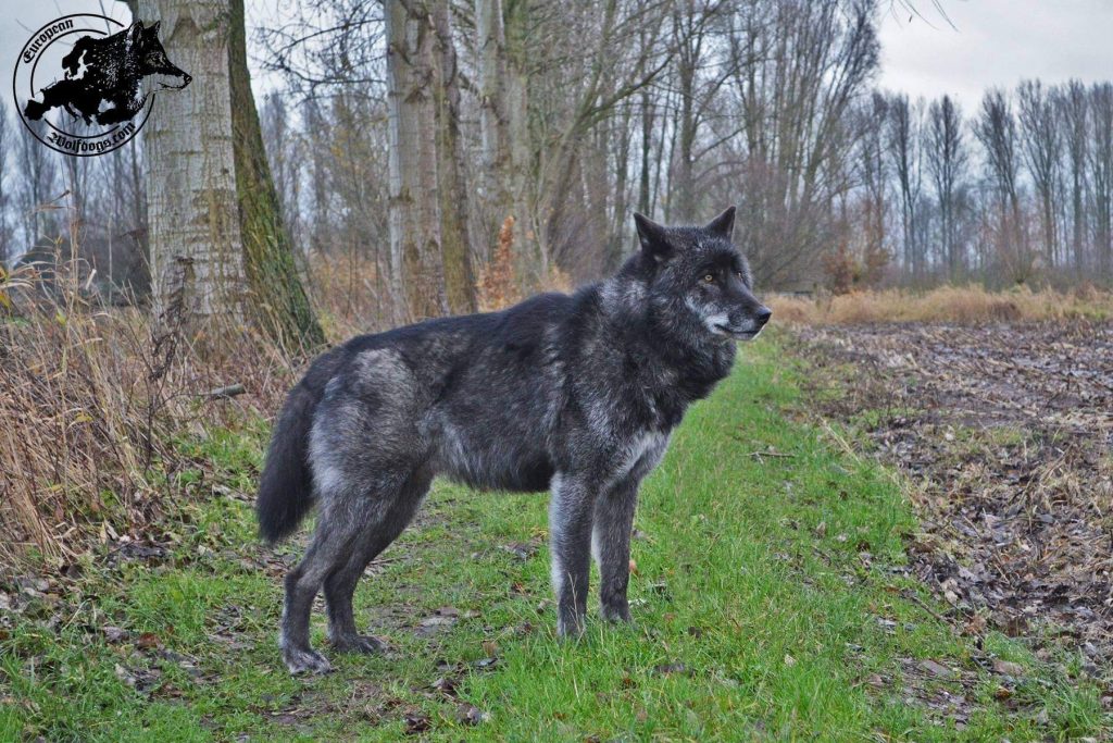תמונה של כלב מהגזע זאבים וכלבי בר