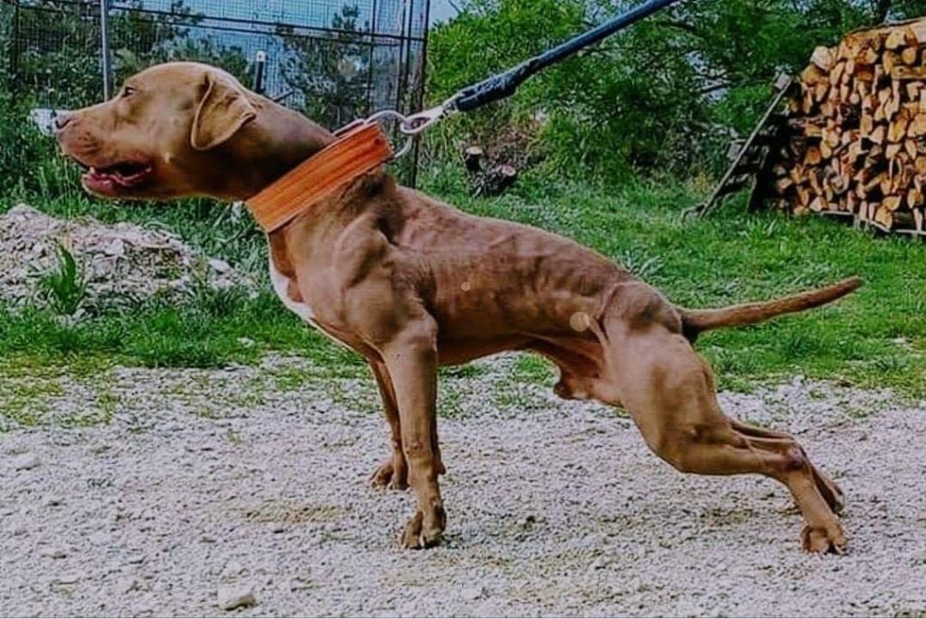 תמונה של כלב מהגזע חוק הכלבים  המסכנים