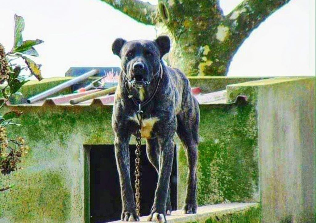 תמונה של כלב מהגזע Cão fila de são miguel – כלב בקר פורטוגזי