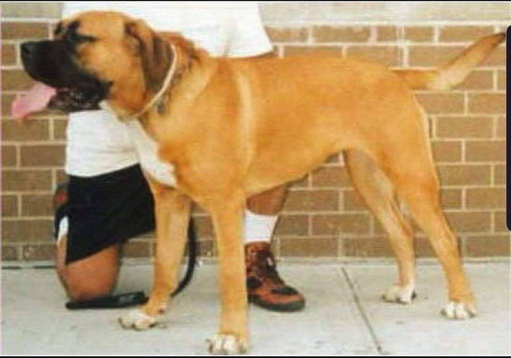 תמונה של כלב מהגזע מסטיף פורטוריקני - Portorican mastiff