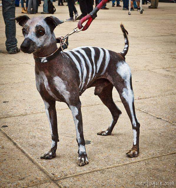תמונה של כלב מהגזע שאוולו - כלב מקסיקני חסר שיער - Xolo