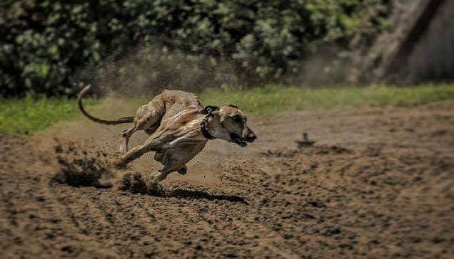 תמונה של כלב מהגזע גרייהאונד - Greyhound