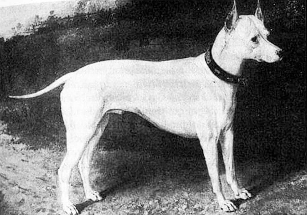 תמונה של כלב מהגזע English White Terrier - טרייר אנגלי לבן