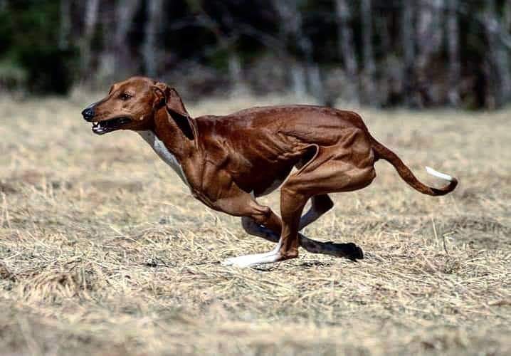 תמונה של כלב מהגזע Azwakh - אזוואק