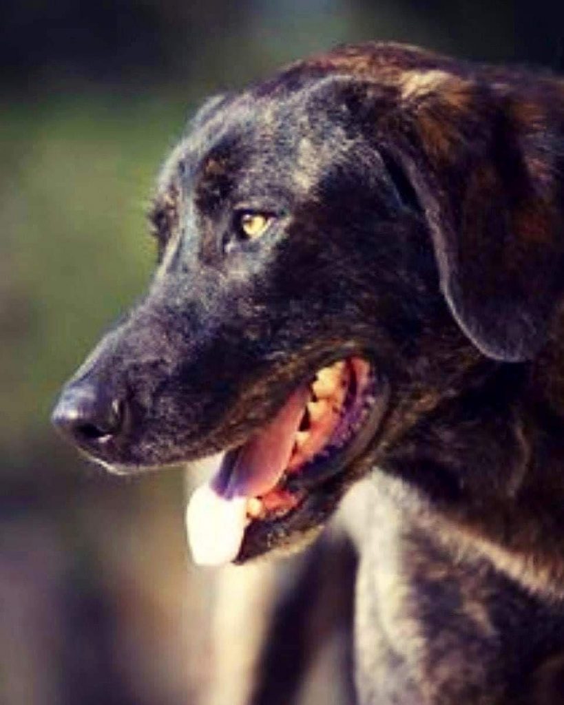 תמונה של כלב מהגזע קסטרו ליבוריירו - Castro Laboreiro