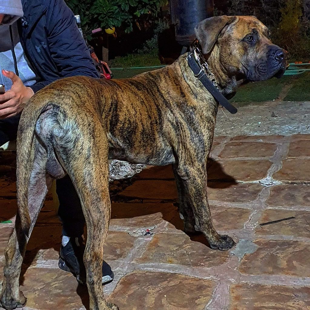 תמונה של כלב מהגזע Fernando - פרננדו