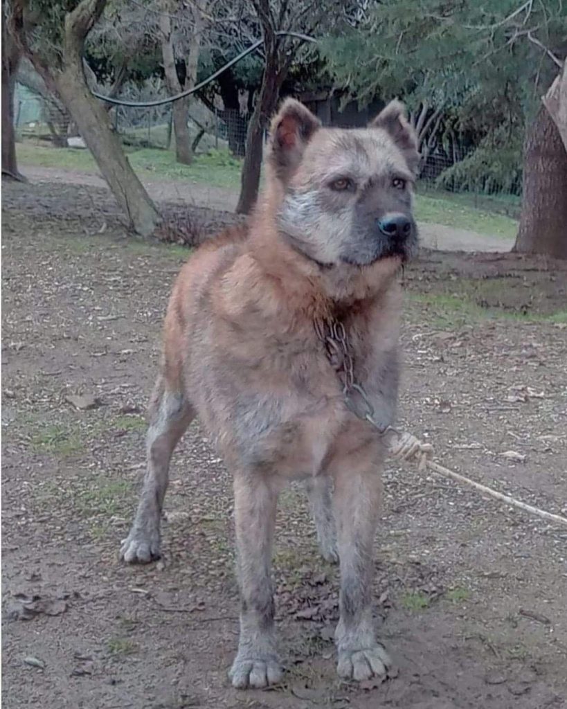 תמונה של כלב מהגזע דוגו סארדו - Dogo Sardo