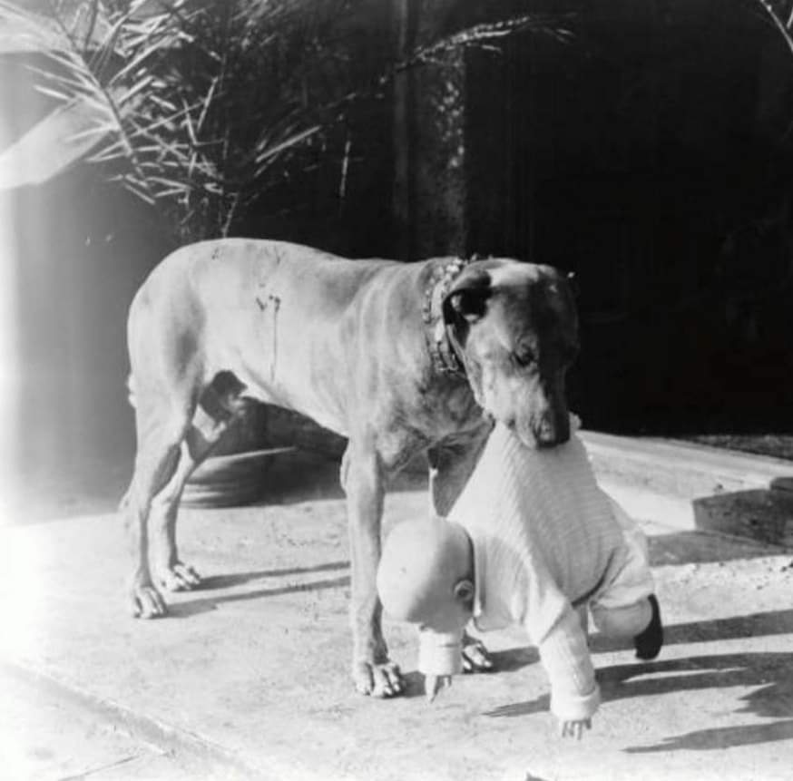 תמונה של כלב מהגזע מאמרים בנושאי גזעי כלבים והיסטוריה