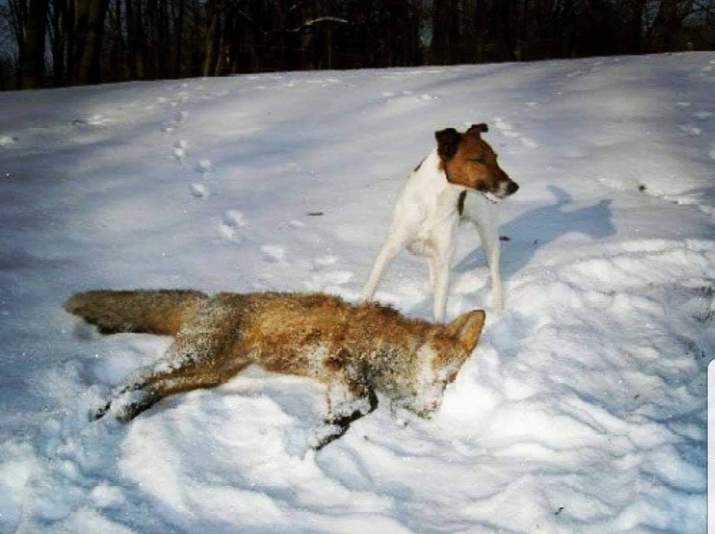 תמונה של כלב מהגזע Fox Terrier - פוקס טרייר