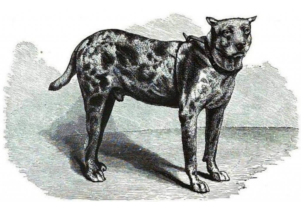 תמונה של כלב מהגזע Dogo Cubano -דוגו קובנו
