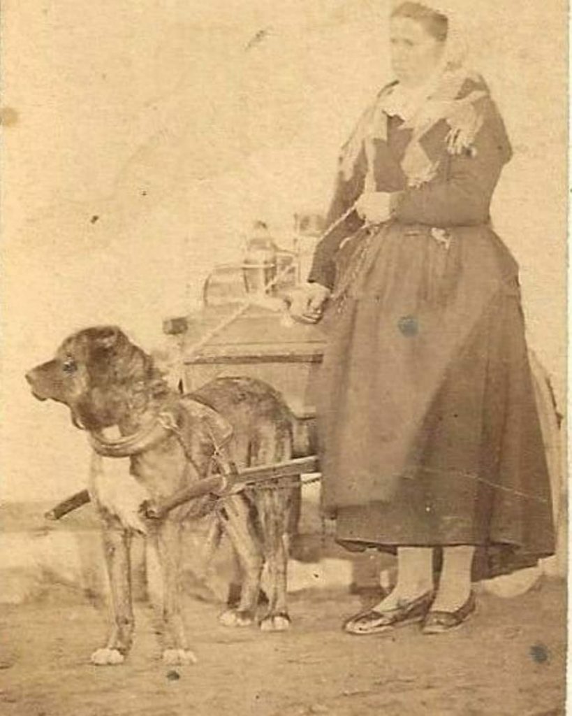 תמונה של כלב מהגזע מאמרים בנושאי גזעי כלבים והיסטוריה