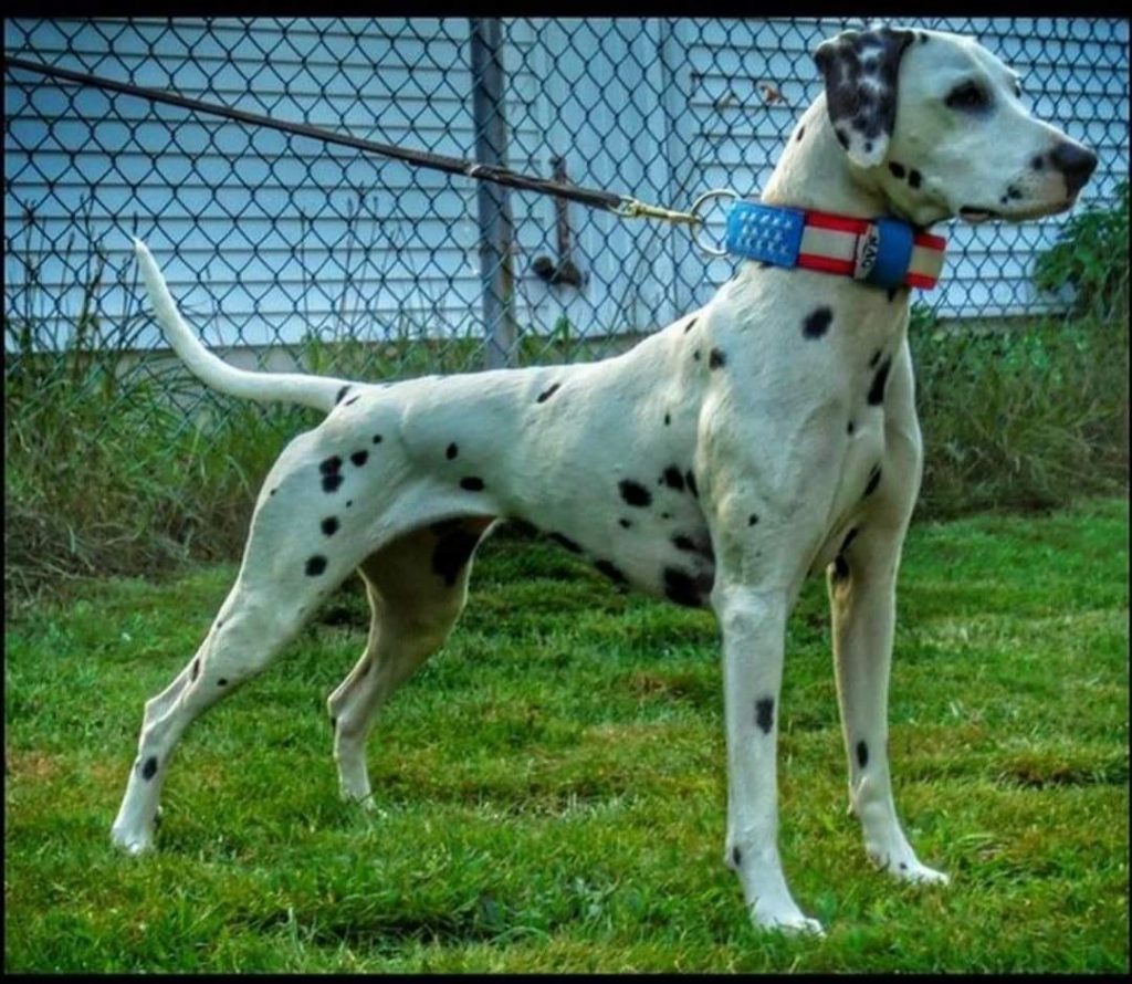 תמונה של כלב מהגזע Dalmatian - דלמטי