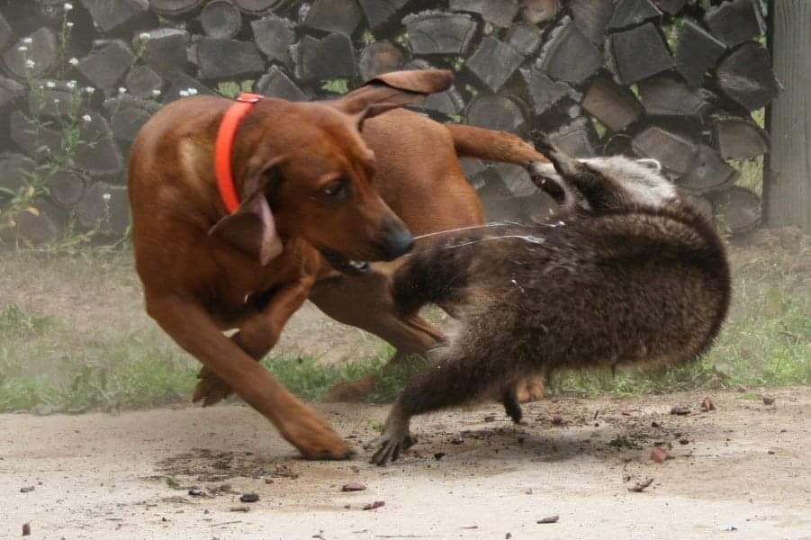 תמונה של כלב מהגזע Coonhound - קונהאונד